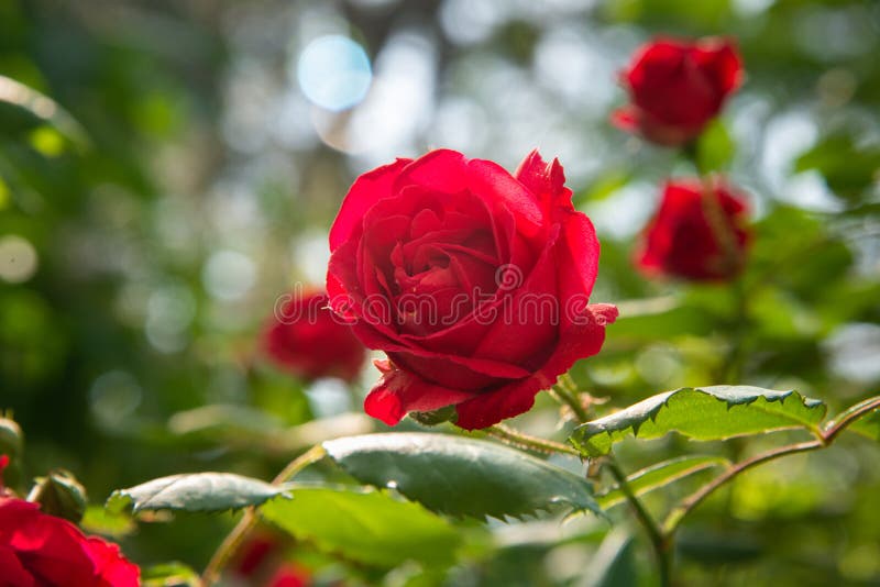 A rosa vermelha est? na luz solar no jardim da manh? do ver?o Fundo foto de stock A rosa vermelha est? na luz solar no jardim da manh? do ver?o Fundo foto de stock