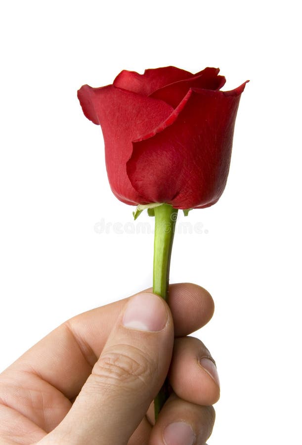 Rosa Vermelha Na Mão Masculina Imagem de Stock - Imagem de flor ...