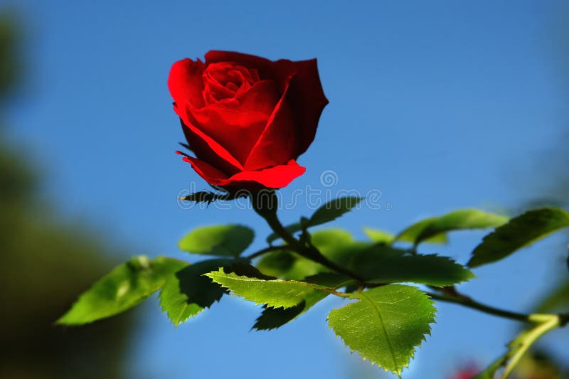 Rosa vermelha na natureza
