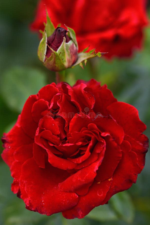 Rosa Vermelho Vivo. Lindas Flores No Jardim Da Noite De Verão Foto de Stock  - Imagem de fundo, foco: 195780084