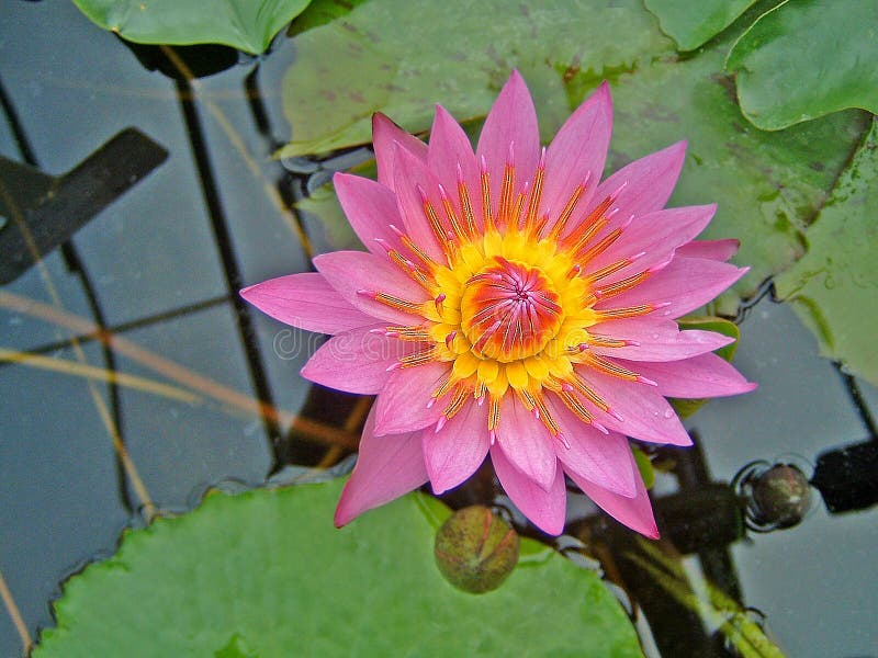 Pink waterlily with lilypads in pond. Pink waterlily with lilypads in pond