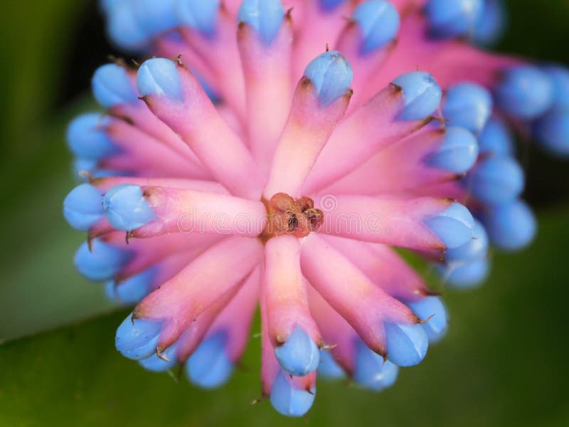 Rosa Y Flor Azul De La Bromelia De Aechmea Foto de archivo - Imagen de  jardines, azul: 140502666