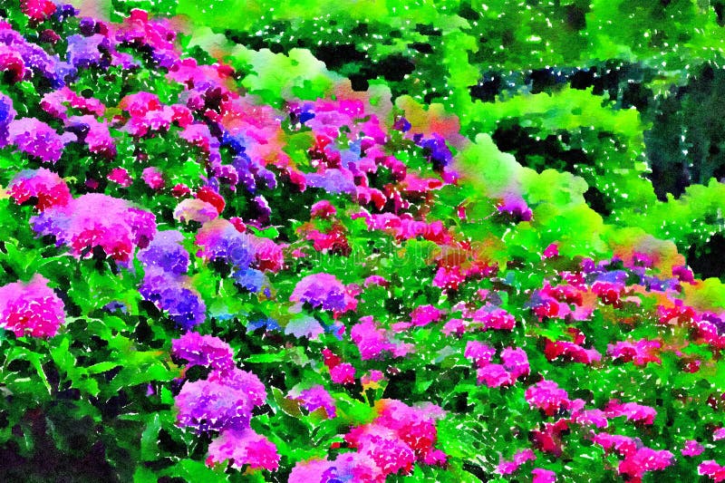 Rosa y hortensias púrpuras en el jardín del verano El diseñar de la acuarela fotografía de archivo libre de regalías Rosa y hortensias púrpuras en el jardín del verano El diseñar de la acuarela fotografía de archivo libre de regalías