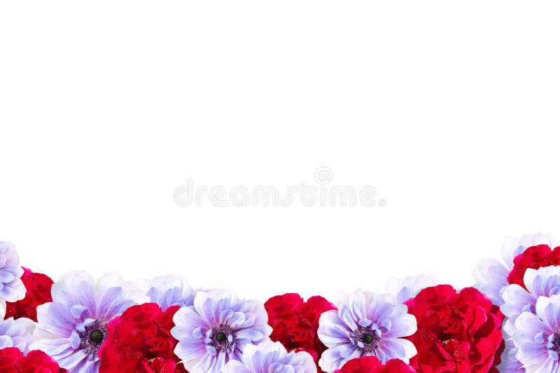 Rosa y marco rojo de la flor aislados en el fondo blanco fotografía de archivo libre de regalías Rosa y marco rojo de la flor aislados en el fondo blanco fotografía de archivo libre de regalías