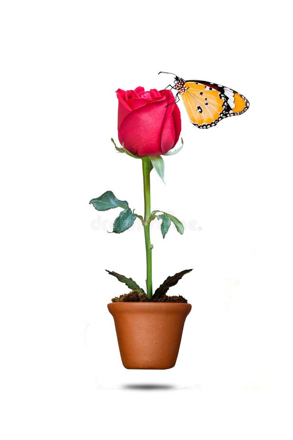 Rosa y mariposa del rojo en pote fotografía de archivo Rosa y mariposa del rojo en pote fotografía de archivo