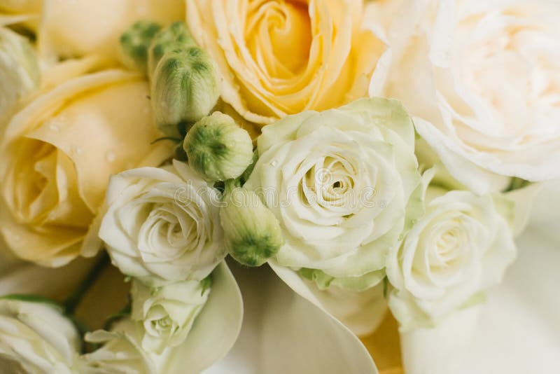 Rosa y rosas de té híbridas anaranjadas imagenes de archivo Rosa y rosas de té híbridas anaranjadas imagenes de archivo