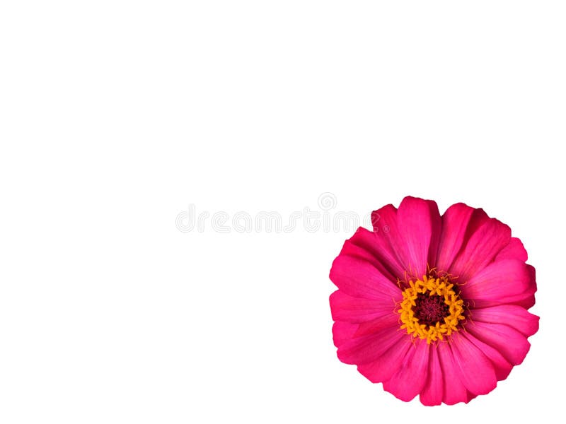 Rosa Zinnia violacea Blume mit dem gelben Blütenstaub ist Blühen lokalisiert auf weißem Hintergrund lizenzfreies stockfoto Rosa Zinnia violacea Blume mit dem gelben Blütenstaub ist Blühen lokalisiert auf weißem Hintergrund lizenzfreies stockfoto