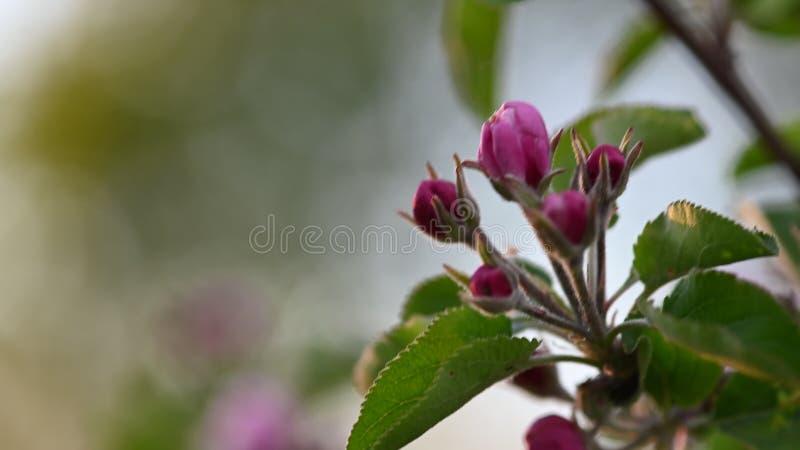 Rosa äppelblomma makrobakgrund