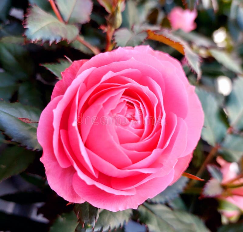 Rosaceae, rosblommande trädgårdsgren, rosa hybrid royaltyfria foton