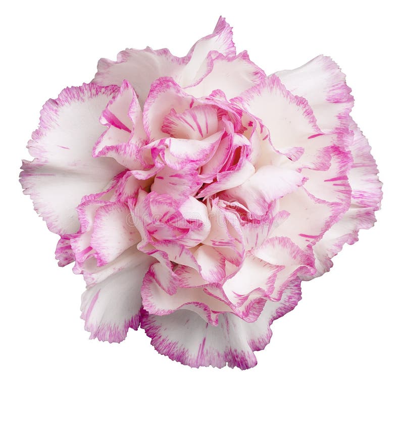 Rosafarben-Weiße Gartennelke