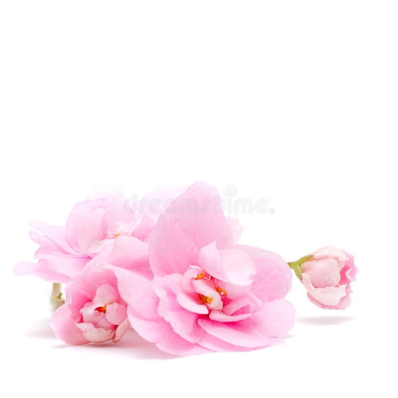 Rosafarbene Blume auf Weiß - Blumenhintergrund
