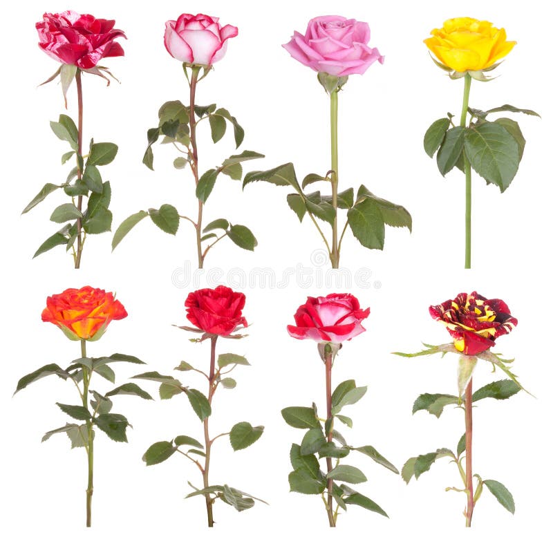 Rosafarbene Blume der Roseblumen lizenzfreie stockbilder Rosafarbene Blume der Roseblumen lizenzfreie stockbilder