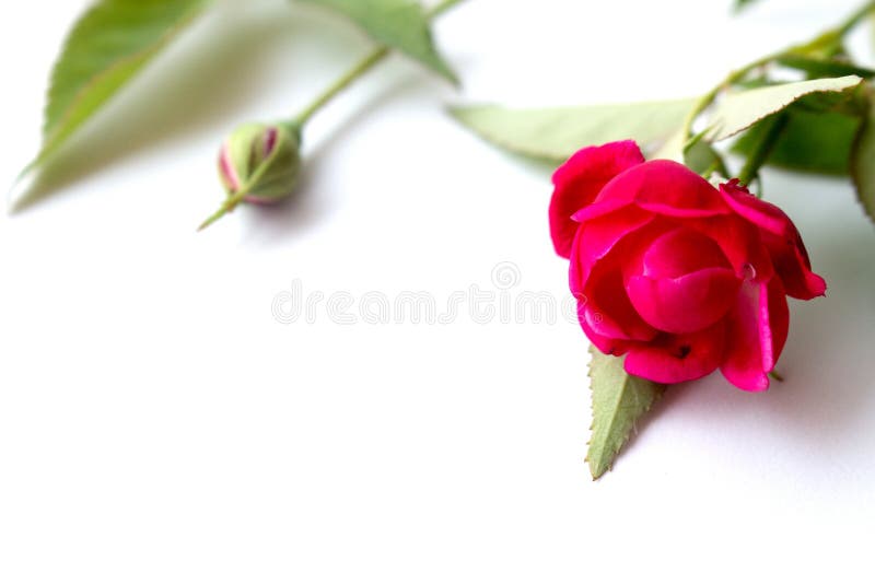 Rosafarbene Blume des Rosas lizenzfreie stockfotografie Rosafarbene Blume des Rosas lizenzfreie stockfotografie