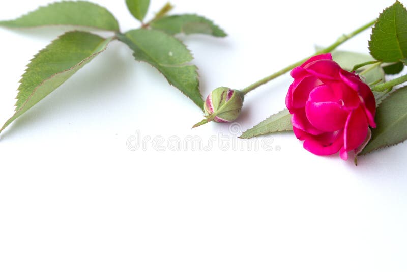 Rosafarbene Blume des Rosas lizenzfreies stockfoto Rosafarbene Blume des Rosas lizenzfreies stockfoto