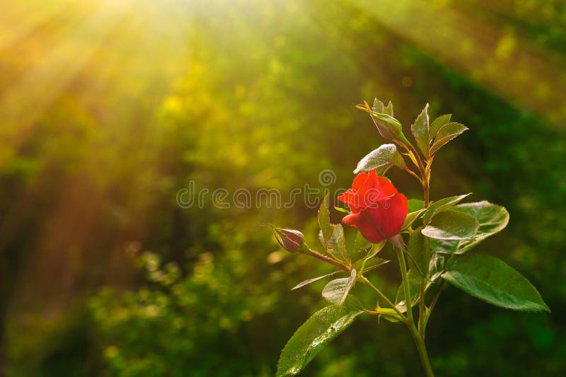 Rosafarbene Blume des Rotes stockfotografie Rosafarbene Blume des Rotes stockfotografie