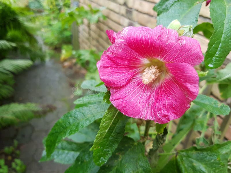 Rosafarbene Blume vor Haus stockbild Rosafarbene Blume vor Haus stockbild