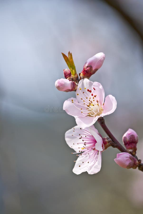 Rosafarbene Blumen stockfotografie Rosafarbene Blumen stockfotografie