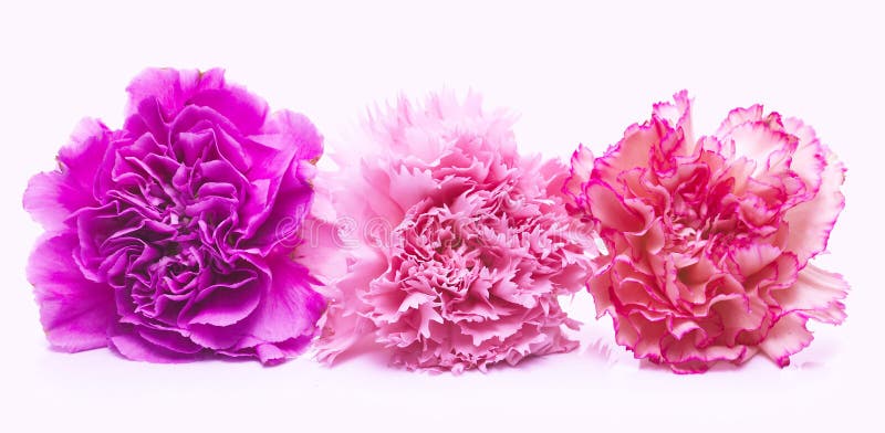 Rosafarbene Blumen lizenzfreies stockbild Rosafarbene Blumen lizenzfreies stockbild