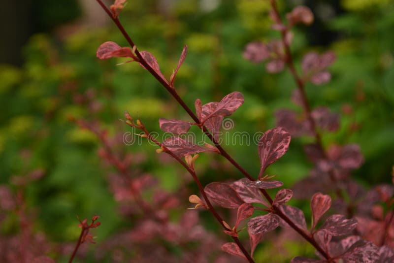 Download Rosafarbene Blumen Im Garten Stockbild - Bild von betrieb, bunt: 96931177