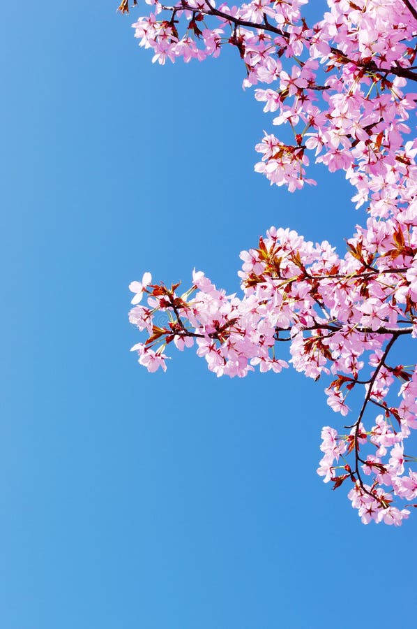 Rosa Kirschblüte lizenzfreie stockbilder
