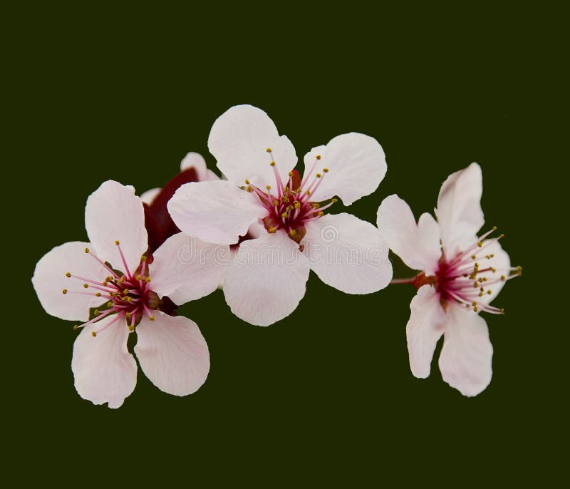 Rosa Kirschblüte lizenzfreie stockfotos