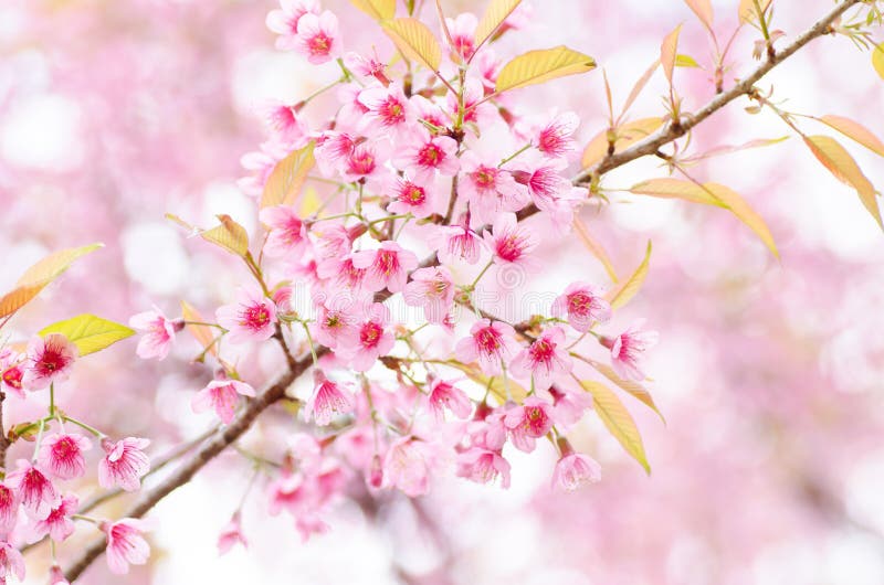 Rosafarbene Kirschblüte stockfoto Rosafarbene Kirschblüte stockfoto