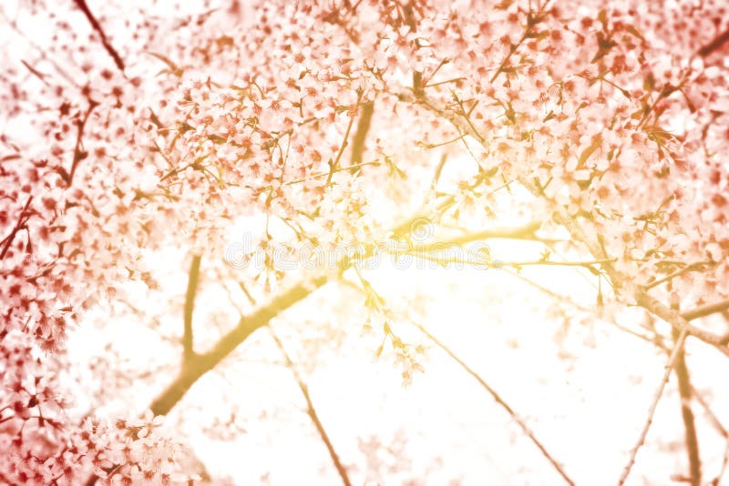 Rosafarbene Kirschblüte lizenzfreies stockfoto