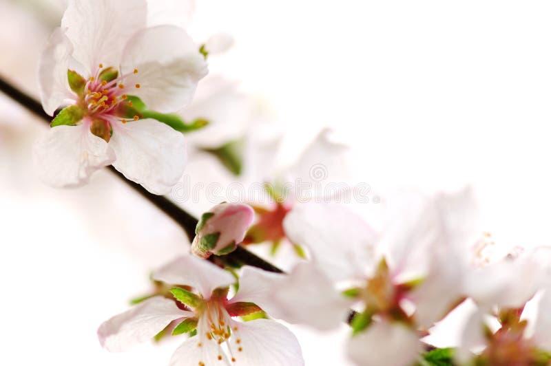 Rosa Kirschblüte lizenzfreie stockfotos