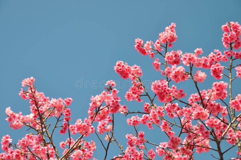 Rosa Kirschblüte stockfoto