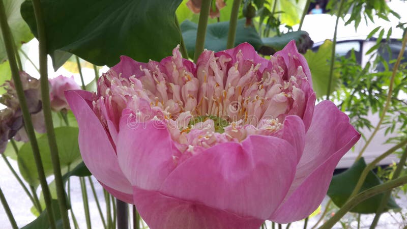 Rosafarbene Lotosblume lizenzfreie stockbilder Rosafarbene Lotosblume lizenzfreie stockbilder