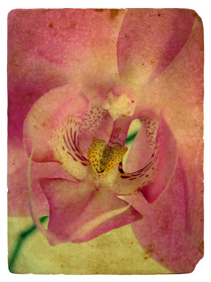 Rosafarbene Orchidee. Alte Postkarte vektor abbildung