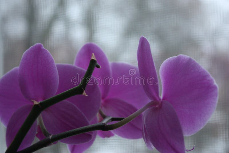 Rosafarbene Orchideeblumen stockbilder Rosafarbene Orchideeblumen stockbilder