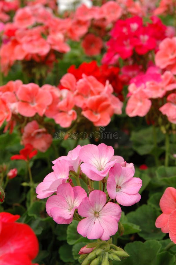 Rosafarbene Pelargonie stehen heraus stockbild Rosafarbene Pelargonie stehen heraus stockbild