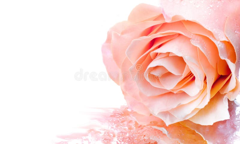 Rosafarbene Rose stockfotos
