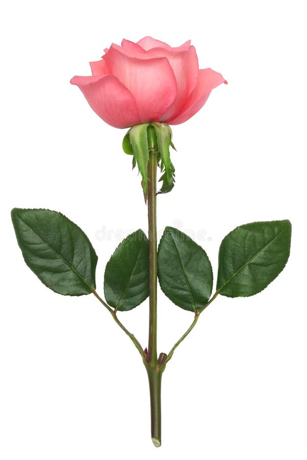 Rosafarbene Rose stockfotografie