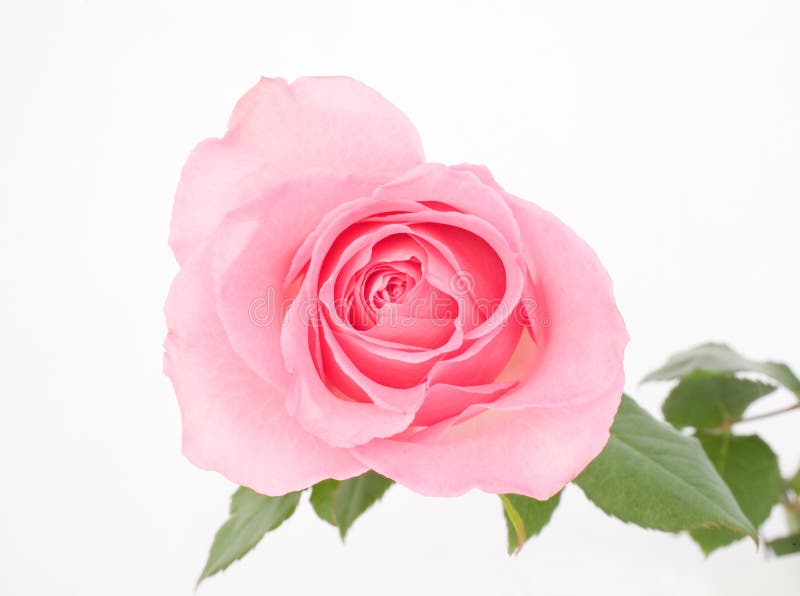 Rosafarbene Rose stockbild