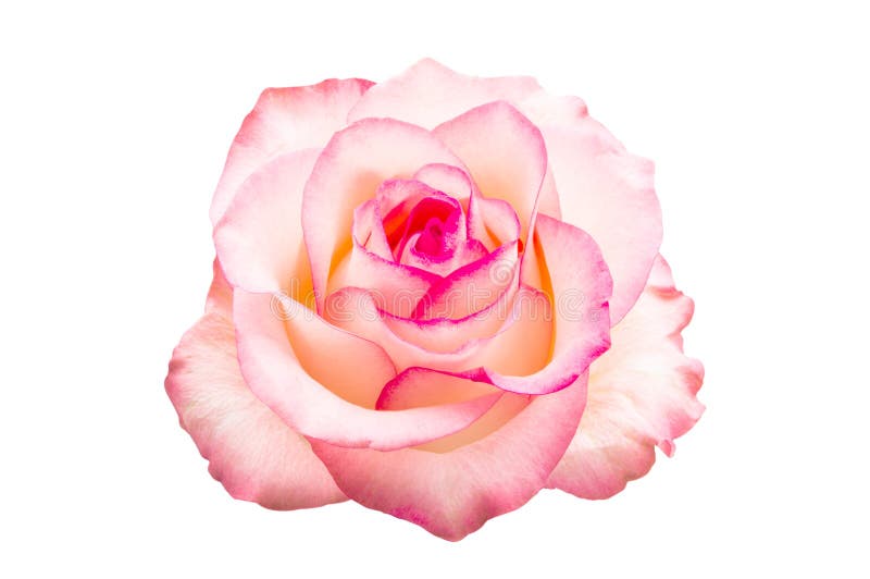Rosafarbene Rose getrennt stockfotografie