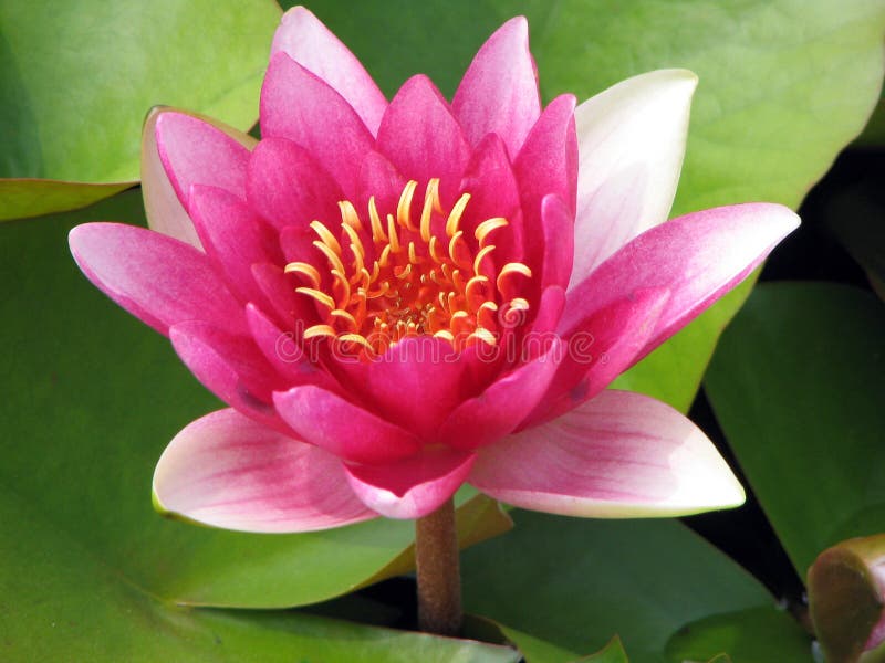 Pink tropical waterlily in bloom. Pink tropical waterlily in bloom