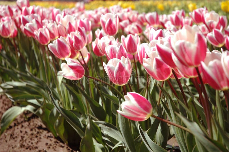 Rosafarbene Tulpen im Waldland WA lizenzfreies stockfoto Rosafarbene Tulpen im Waldland WA lizenzfreies stockfoto