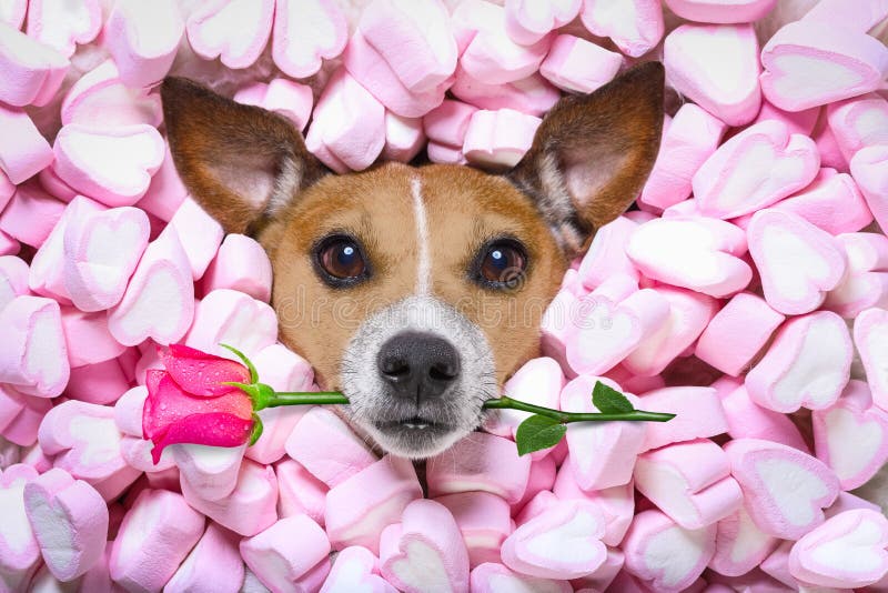 Rosafarbene Valentinsgrüße der Hundeliebe stockfoto Rosafarbene Valentinsgrüße der Hundeliebe stockfoto