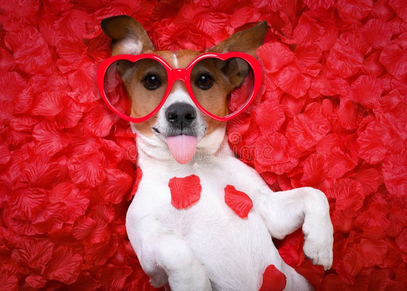 Rosafarbene Valentinsgrüße der Hundeliebe