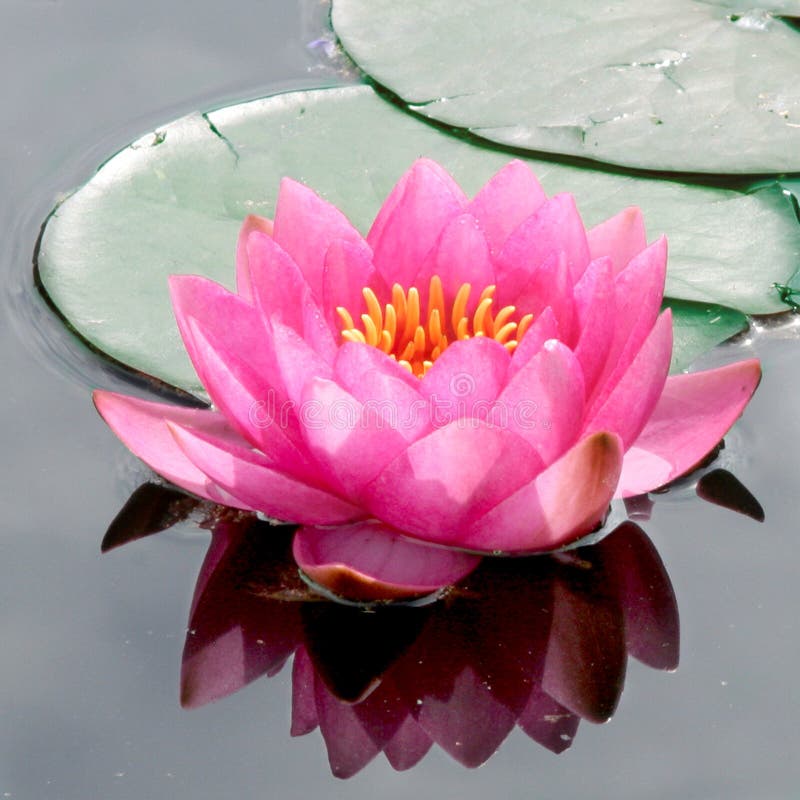 Pink Water Lily blooms serenely in a reflective water garden. Pink Water Lily blooms serenely in a reflective water garden