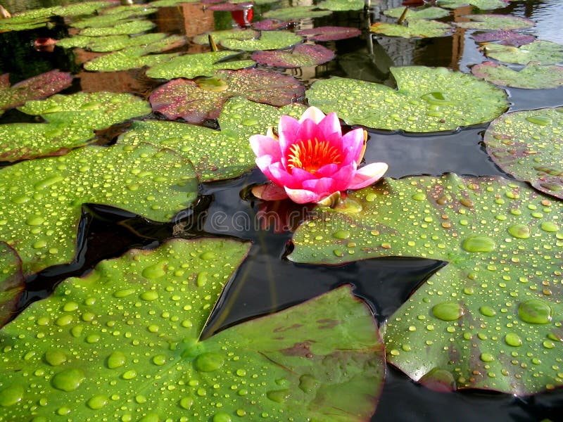 A beautiful pink water lily in late summer after a rain shower. A beautiful pink water lily in late summer after a rain shower