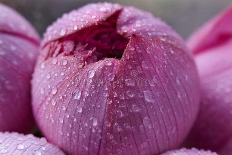 Pink Lotus Blossom Bud with Rain Macro Hong Kong Flower Market. Pink Lotus Blossom Bud with Rain Macro Hong Kong Flower Market