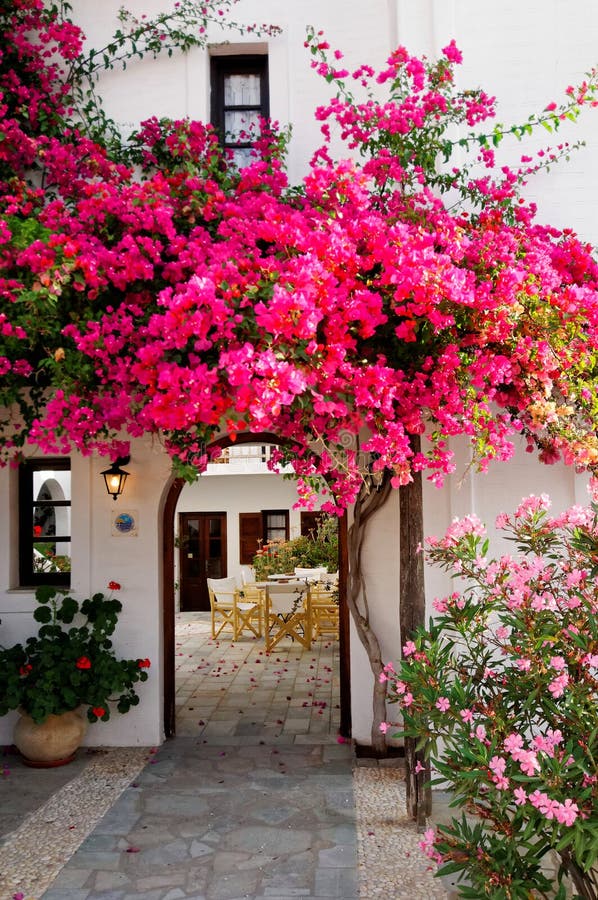 Rosafarbenes Bouganvilla Rosafarbenes Bouganvilla