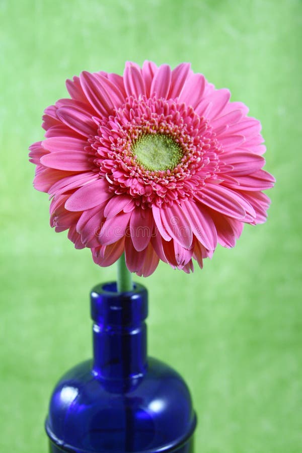 Rosafarbenes Gerber Gerbera-Gänseblümchen lizenzfreies stockbild Rosafarbenes Gerber Gerbera-Gänseblümchen lizenzfreies stockbild
