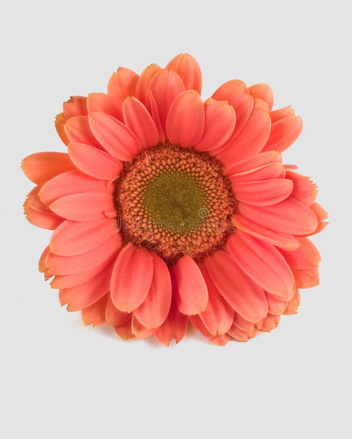 Rosafarbenes Gänseblümchen lizenzfreies stockfoto Rosafarbenes Gänseblümchen lizenzfreies stockfoto