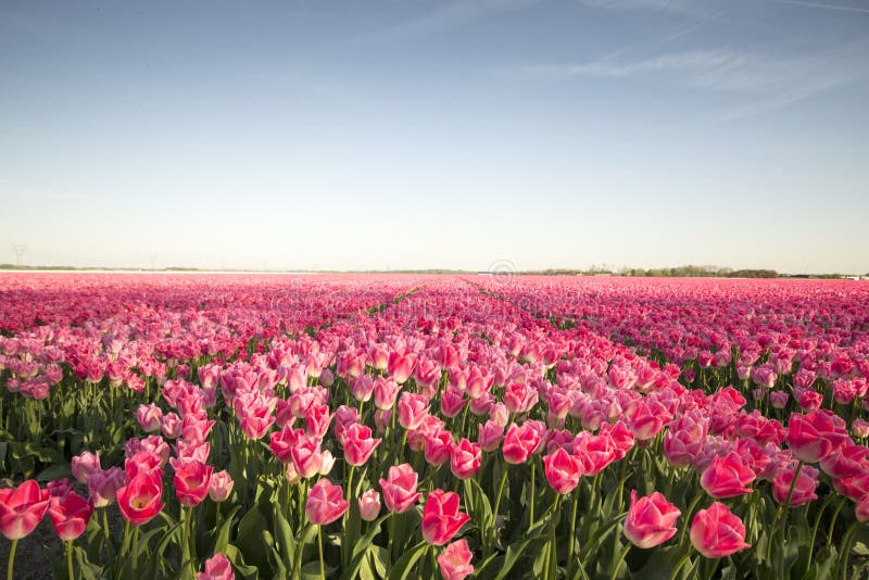 Rosafarbenes Tulpe-Feld stockfoto Rosafarbenes Tulpe-Feld stockfoto