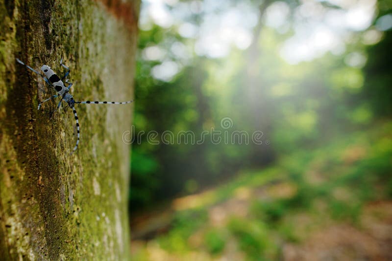 Rosalia Longicorn, Rosalia alpina, v prírodnom prostredí zelených lesov, Slovensko, tesařík dlhorohý. Krásny modrý incest