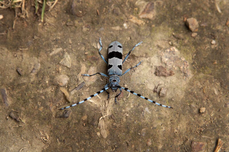 Rosalia longicorn, rosalia alpina, tesařík alpský, Malé Karpaty